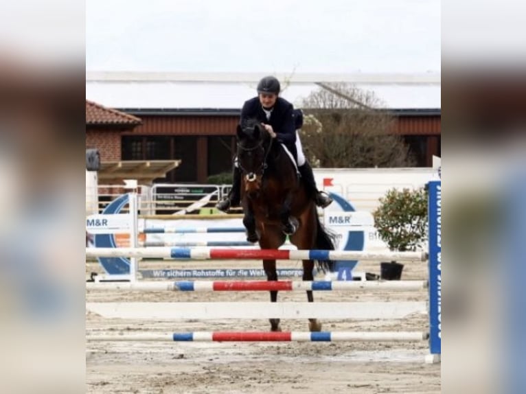 Niemiecki koń sportowy Wałach 9 lat 169 cm Ciemnogniada in Weiterstadt