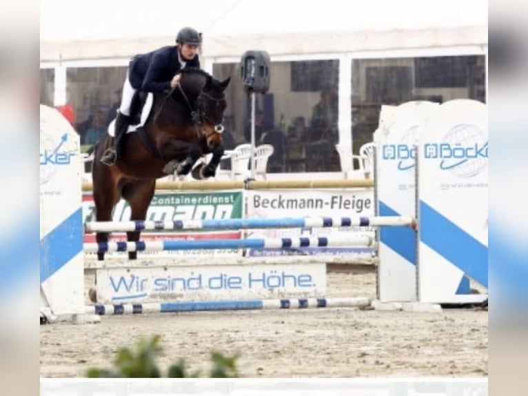 Niemiecki koń sportowy Wałach 9 lat 169 cm Ciemnogniada in Weiterstadt