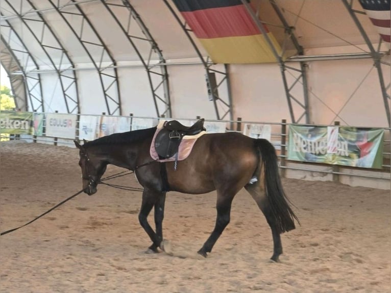 Niemiecki koń sportowy Wałach 9 lat 170 cm Gniada in Weimar