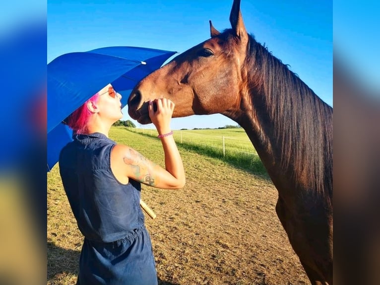 Niemiecki koń sportowy Wałach 9 lat 170 cm Gniada in Weimar