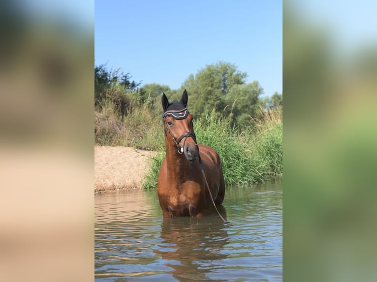 Niemiecki koń sportowy Wałach 9 lat 172 cm Gniada in Dierdorf