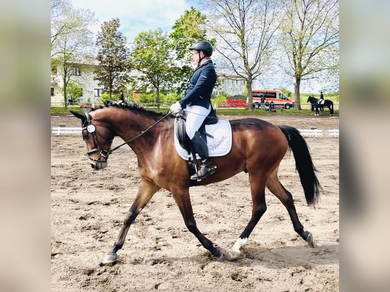 Niemiecki koń sportowy Wałach 9 lat 172 cm Gniada in Laubach