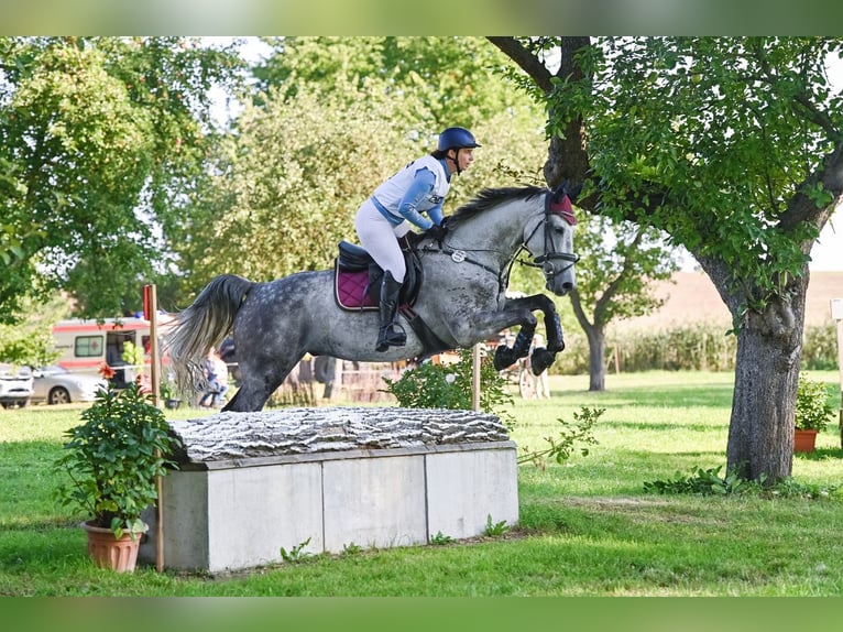 Niemiecki koń sportowy Wałach 9 lat 172 cm Siwa w hreczce in Milzau