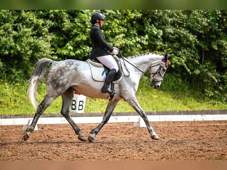 Niemiecki koń sportowy Wałach 9 lat 172 cm Siwa w hreczce in Milzau