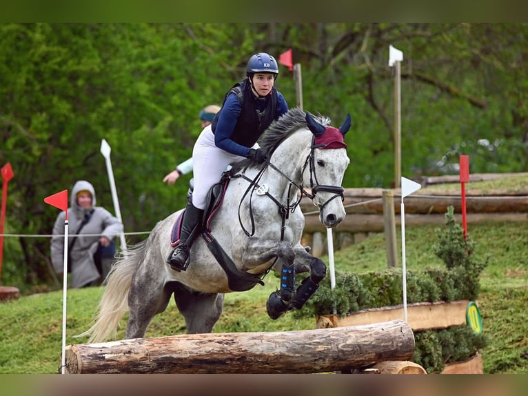 Niemiecki koń sportowy Wałach 9 lat 172 cm Siwa w hreczce in Milzau