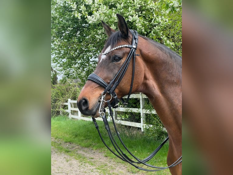 Niemiecki koń sportowy Wałach 9 lat 173 cm Gniada in Duisburg