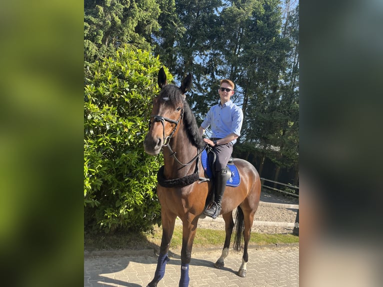Niemiecki koń sportowy Wałach 9 lat 175 cm Gniada in Pulheim