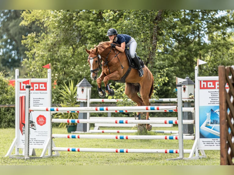 Niemiecki koń sportowy Wałach 9 lat 178 cm Kasztanowata in Aurach