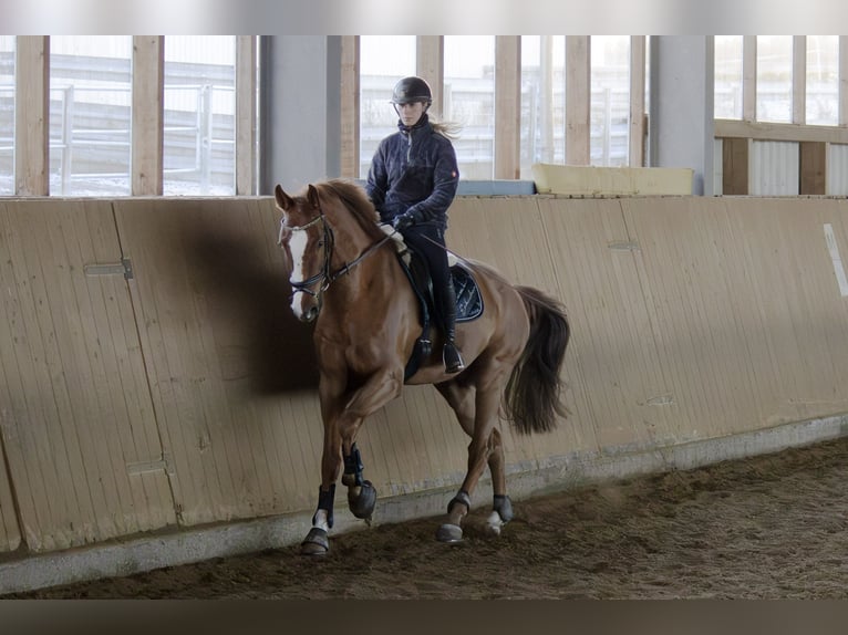 Niemiecki koń sportowy Wałach 9 lat 178 cm Kasztanowata in Aurach