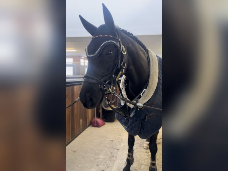 Niemiecki koń sportowy Wałach 10 lat 169 cm Kara in Hoppegarten