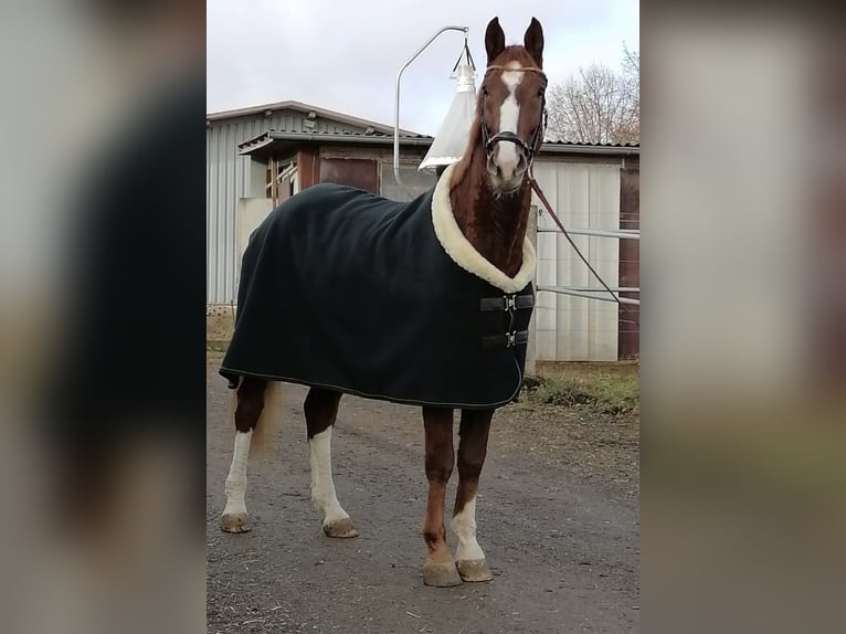 Niemiecki koń sportowy Wałach 10 lat 172 cm Kasztanowata in Uttenweiler