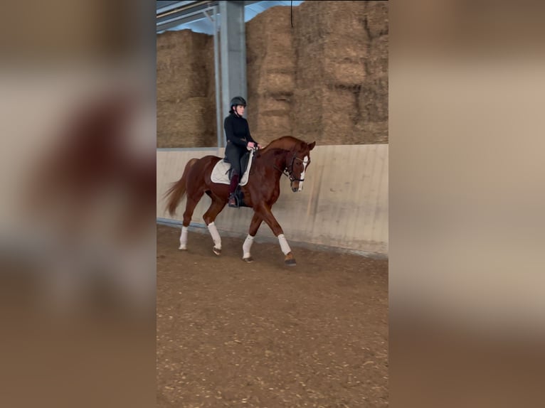 Niemiecki koń sportowy Wałach 10 lat 172 cm Kasztanowata in Uttenweiler