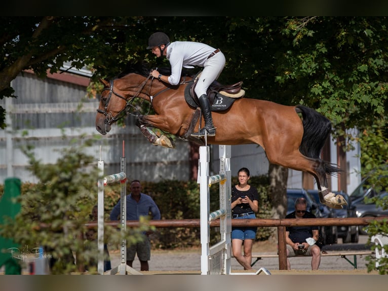 Niemiecki koń sportowy Wałach 10 lat 173 cm Gniada in Riedstadt