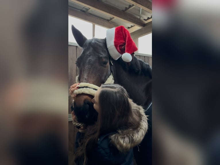 Niemiecki koń sportowy Wałach 10 lat 178 cm Ciemnogniada in Hösbach