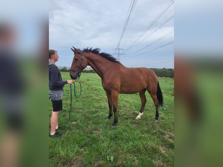 Niemiecki koń sportowy Wałach 10 lat 181 cm Gniada in Malchin