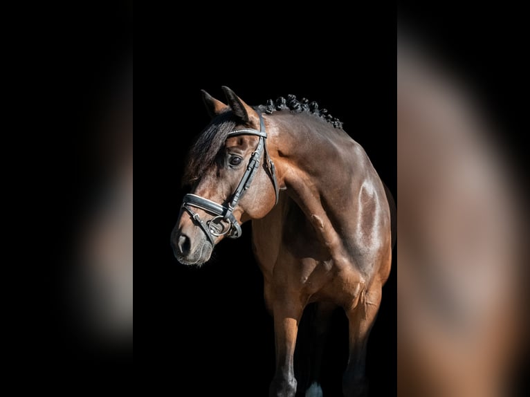 Niemiecki koń sportowy Wałach 11 lat 166 cm Gniada in Altenberge