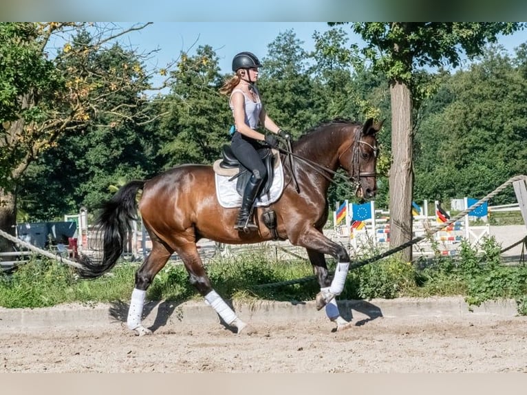 Niemiecki koń sportowy Wałach 11 lat 166 cm Gniada in Altenberge