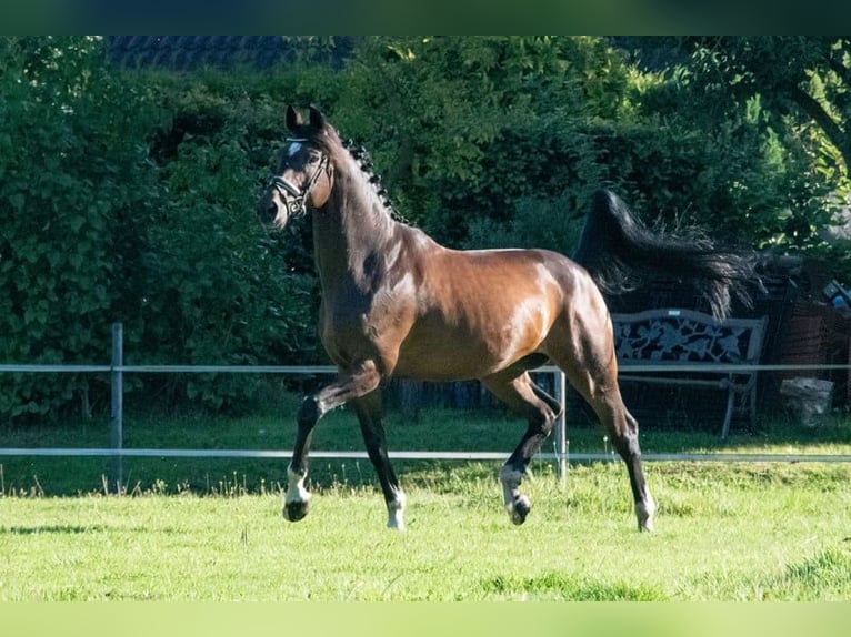 Niemiecki koń sportowy Wałach 11 lat 166 cm Gniada in Altenberge