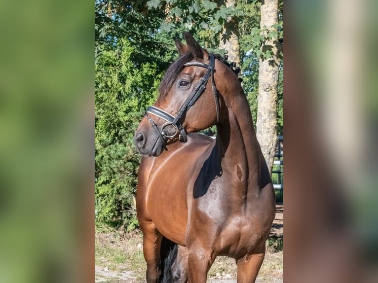 Niemiecki koń sportowy Wałach 11 lat 166 cm Gniada in Altenberge