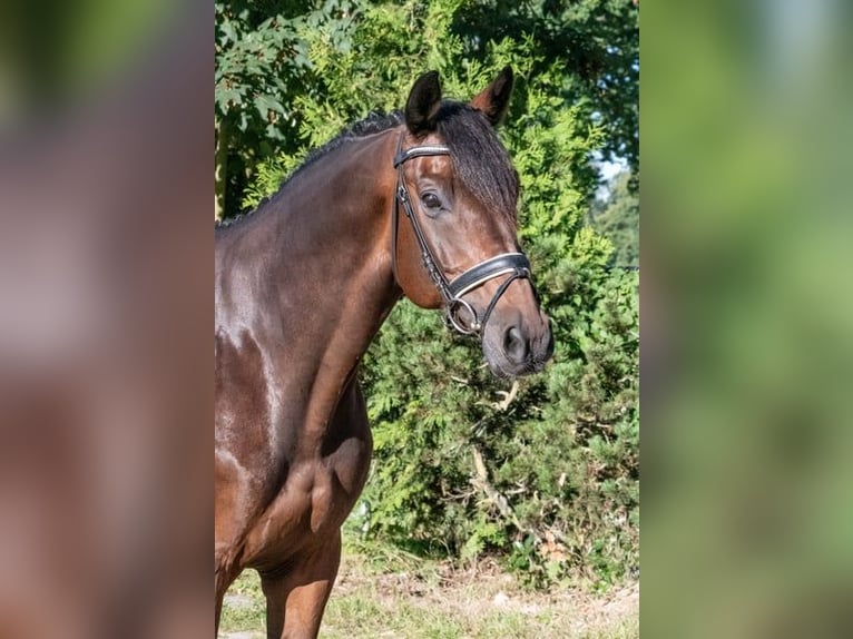 Niemiecki koń sportowy Wałach 11 lat 166 cm Gniada in Altenberge