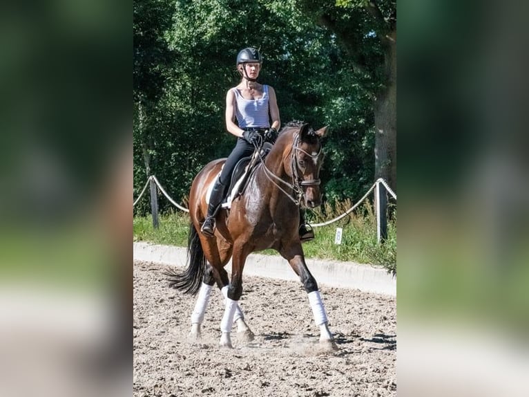 Niemiecki koń sportowy Wałach 11 lat 166 cm Gniada in Altenberge