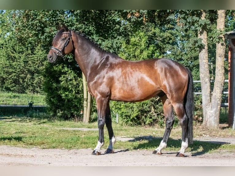 Niemiecki koń sportowy Wałach 11 lat 166 cm Gniada in Altenberge