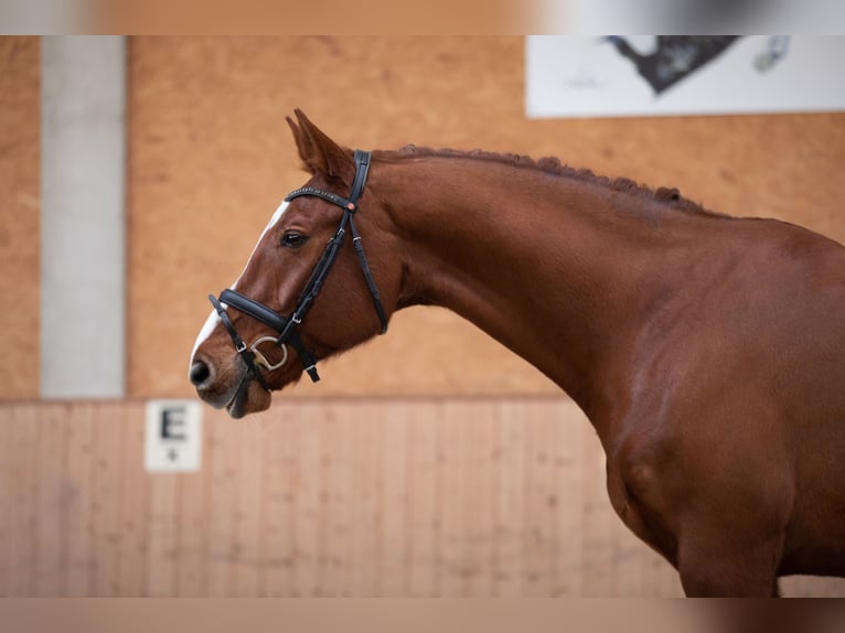 Niemiecki koń sportowy Wałach 11 lat 168 cm Kasztanowata in Illertissen