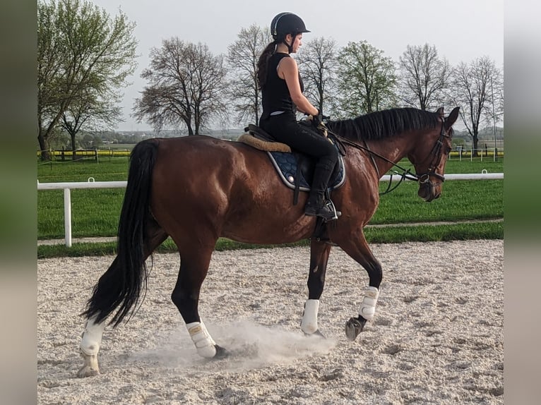 Niemiecki koń sportowy Wałach 11 lat 172 cm Gniada in Burgstädt