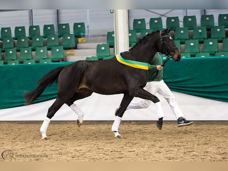 Niemiecki koń sportowy Wałach 11 lat 173 cm Ciemnogniada in Cardedeu