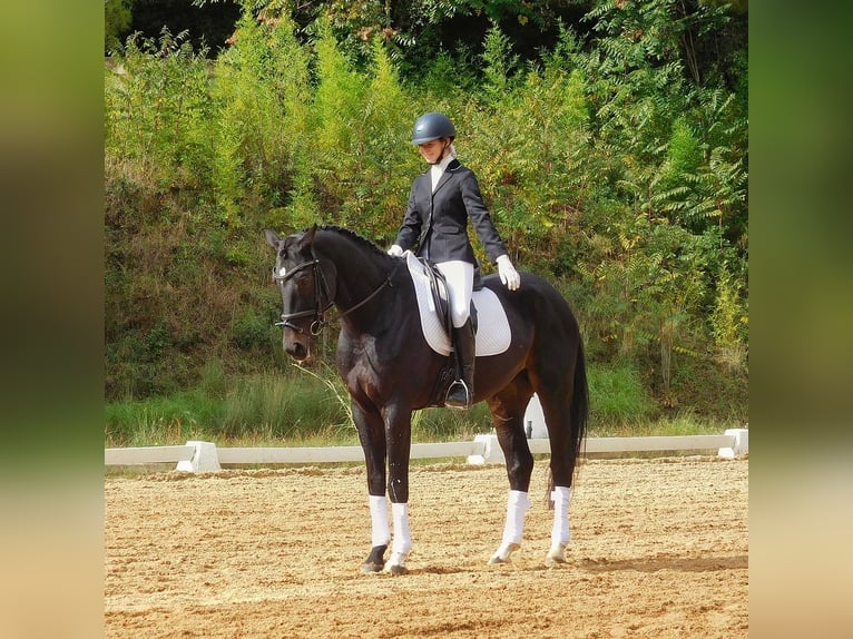 Niemiecki koń sportowy Wałach 11 lat 173 cm Ciemnogniada in Cardedeu
