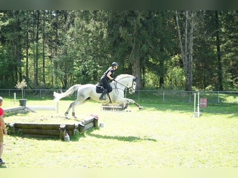 Niemiecki koń sportowy Wałach 11 lat 175 cm Siwa in Lindau (Bodensee)