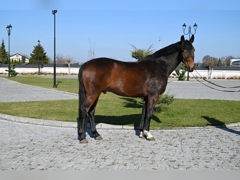 Niemiecki koń sportowy Wałach 12 lat 168 cm Gniada in Jeżów