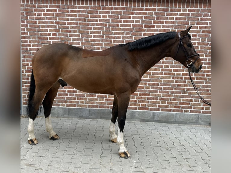 Niemiecki koń sportowy Wałach 12 lat 170 cm Gniada in Walldorf