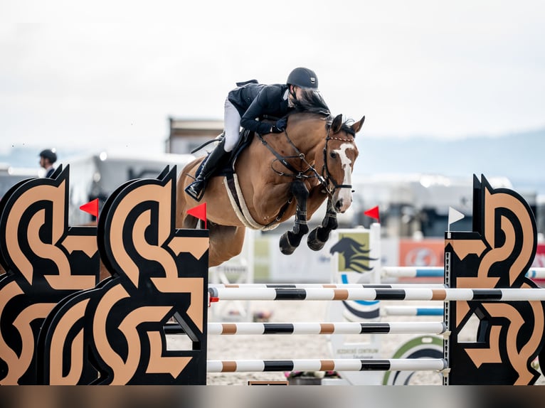 Niemiecki koń sportowy Wałach 12 lat 180 cm Gniada in NeuruppinNeuruppin