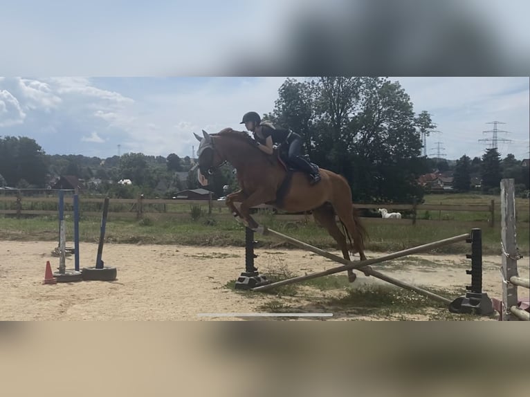 Niemiecki koń sportowy Wałach 13 lat 170 cm Kasztanowata in Röhrsdorf