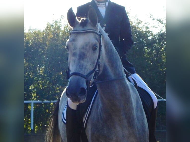 Niemiecki koń sportowy Wałach 13 lat 170 cm Siwa in Zittau