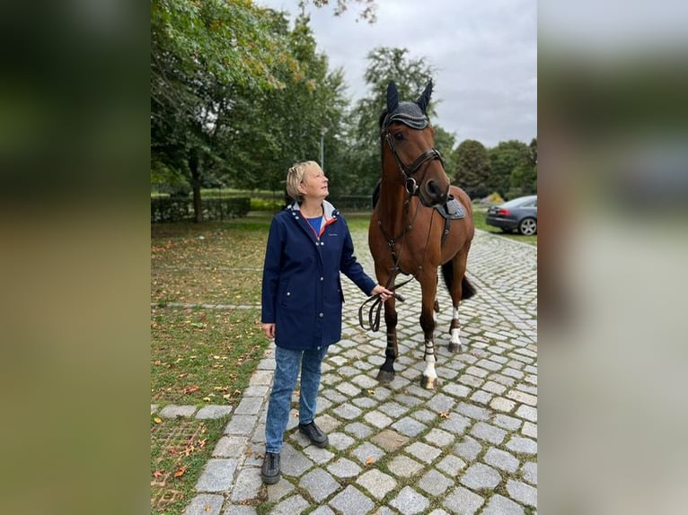 Niemiecki koń sportowy Wałach 13 lat 172 cm Gniada in Berlin