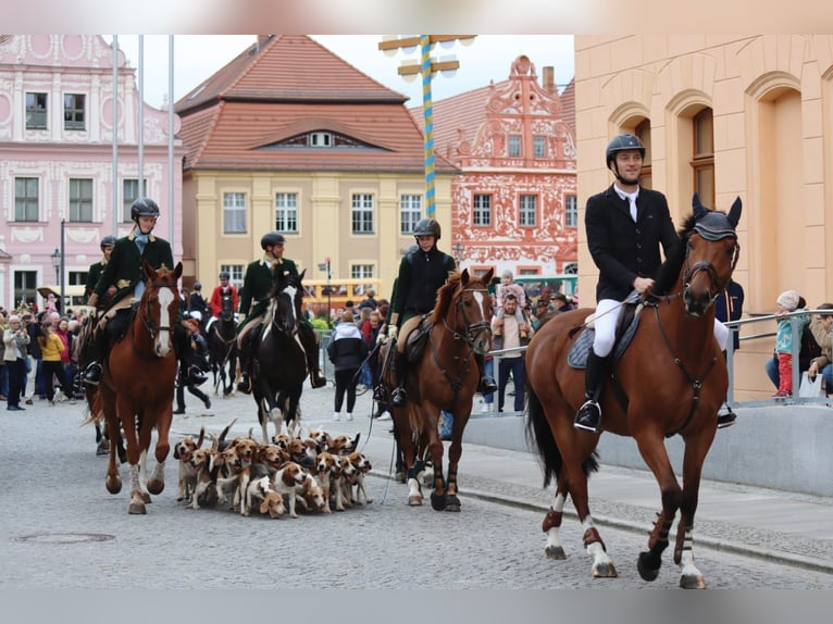 Niemiecki koń sportowy Wałach 13 lat 172 cm Gniada in Berlin