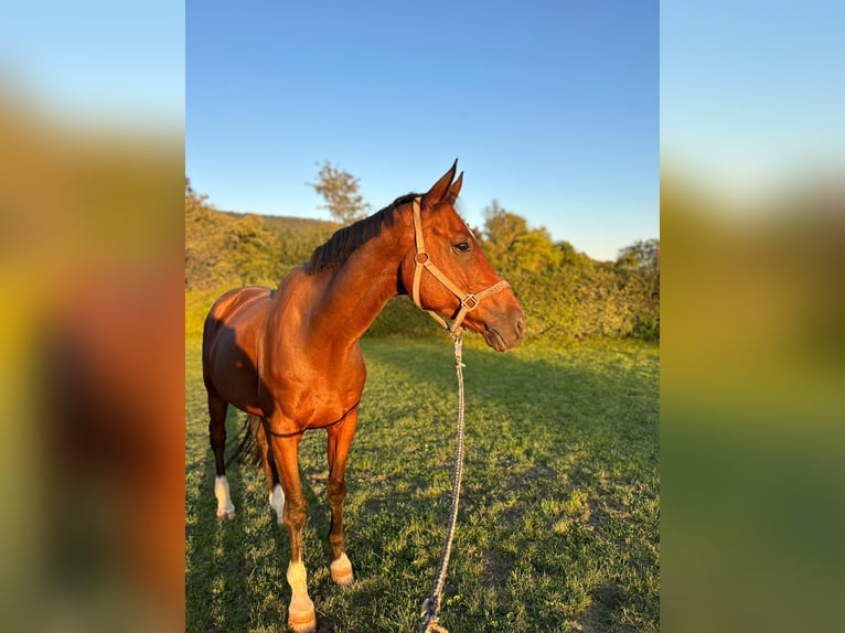 Niemiecki koń sportowy Wałach 13 lat 174 cm Gniada in Salzhemmendorf
