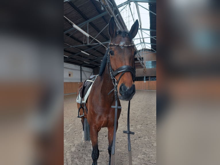 Niemiecki koń sportowy Wałach 13 lat 174 cm Gniada in Salzhemmendorf