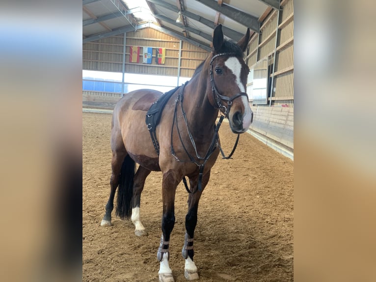 Niemiecki koń sportowy Wałach 13 lat 182 cm Gniada in Neusäß