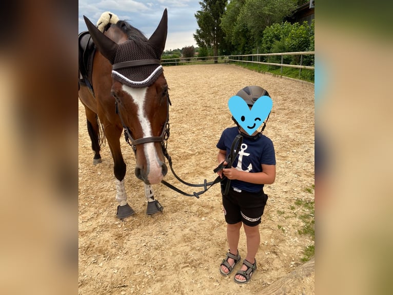 Niemiecki koń sportowy Wałach 13 lat 182 cm Gniada in Neusäß