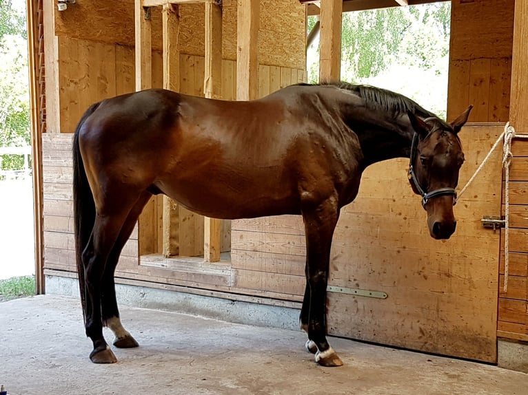 Niemiecki koń sportowy Wałach 14 lat 167 cm Ciemnogniada in Weida