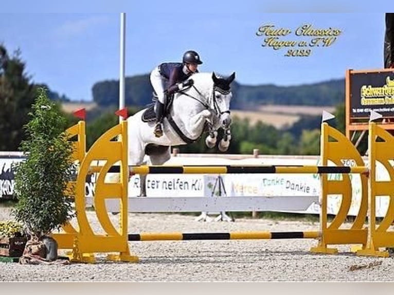 Niemiecki koń sportowy Wałach 14 lat 168 cm Siwa in Hoppegarten
