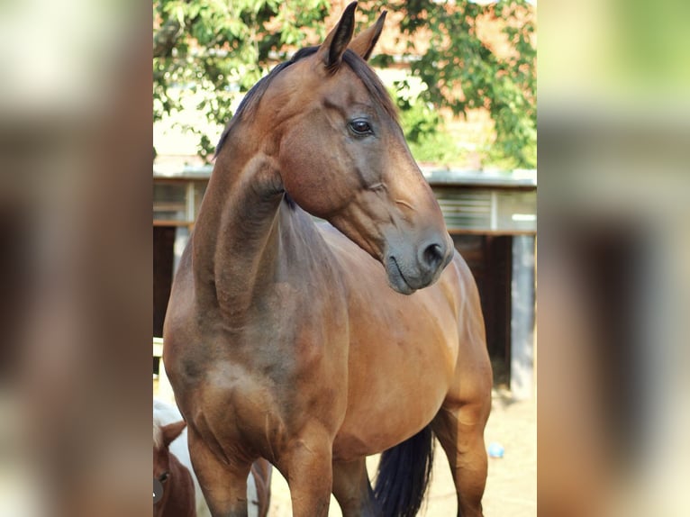 Niemiecki koń sportowy Wałach 14 lat 170 cm Ciemnogniada in Annaburg