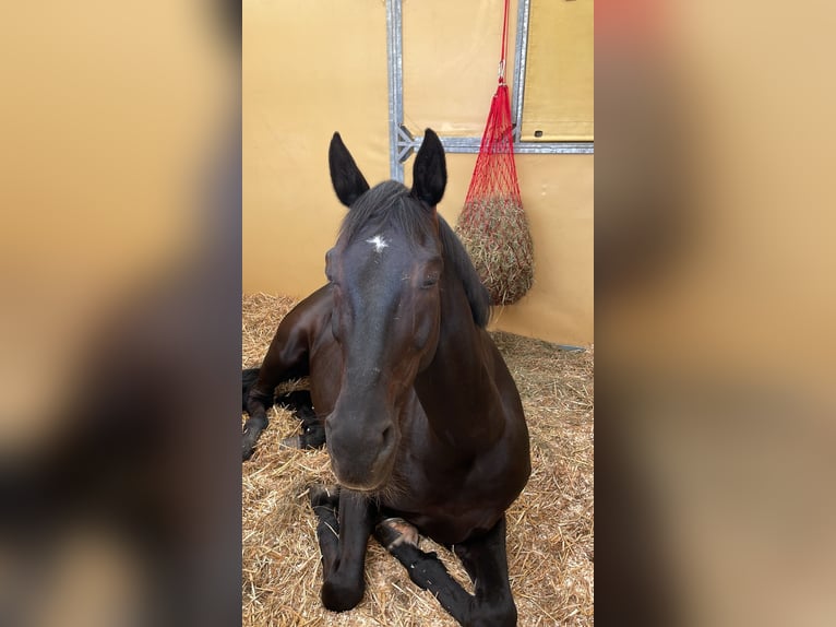 Niemiecki koń sportowy Wałach 14 lat 172 cm Skarogniada in Bleckede