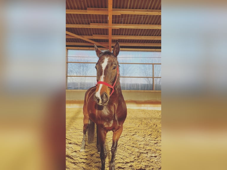 Niemiecki koń sportowy Wałach 15 lat 165 cm in Ulm