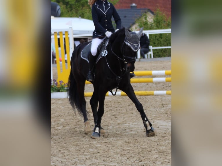 Niemiecki koń sportowy Wałach 15 lat 168 cm in Georgsmarienhütte