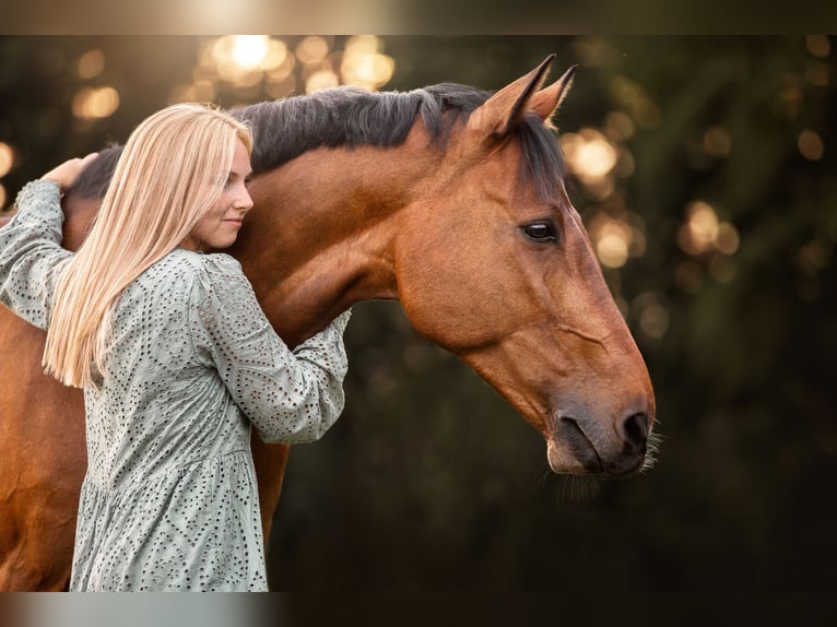 Niemiecki koń sportowy Wałach 16 lat 167 cm Gniada in Heddesheim