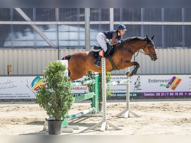 Niemiecki koń sportowy Wałach 16 lat 167 cm Gniada in Heddesheim